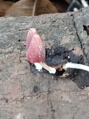 Coprinopsis clastophylla