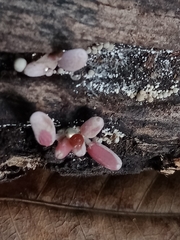 Coprinopsis clastophylla