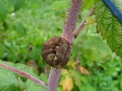 Lasioptera rubi