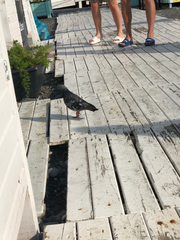 Columba livia domestica