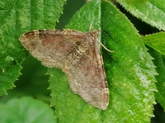 Xanthorhoe spadicearia