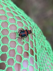 Collops quadrimaculatus