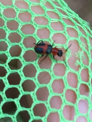 Collops quadrimaculatus