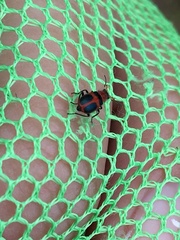 Collops quadrimaculatus