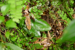 Mickelopteris cordata