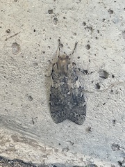 Pseudohemihyalea labecula