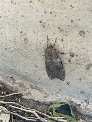 Pseudohemihyalea labecula