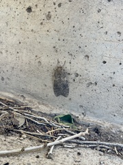 Pseudohemihyalea labecula