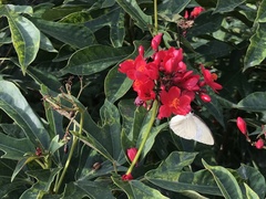 Catopsilia pyranthe