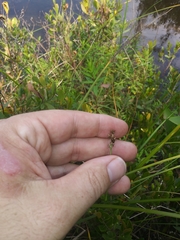 Carex atlantica