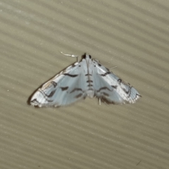 Neurophyseta