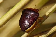 Ventocoris rusticus