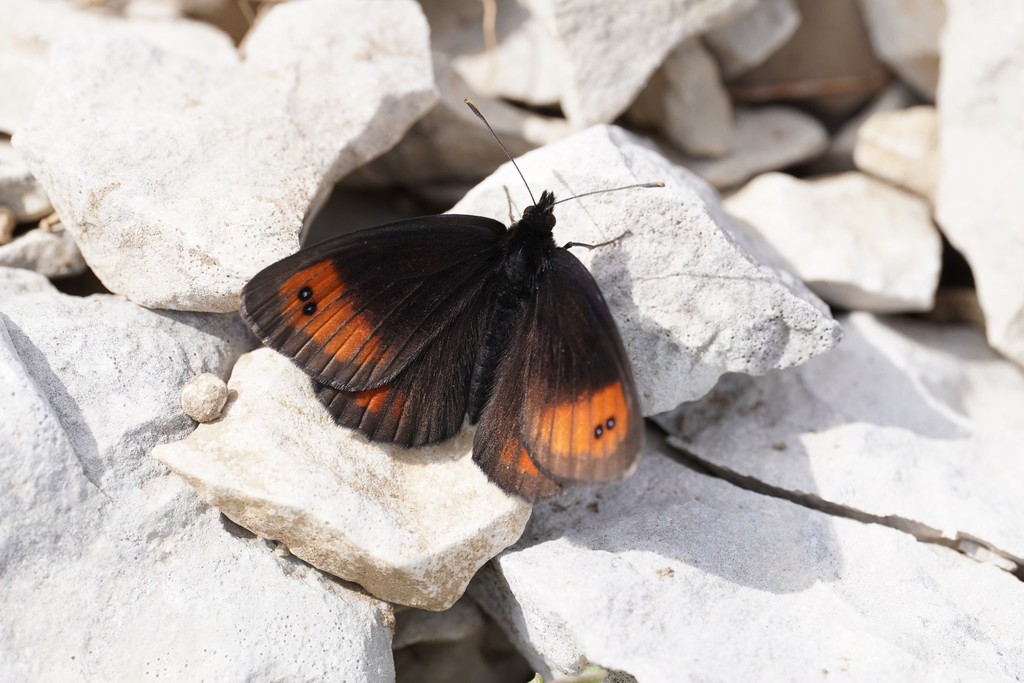 Larche Ringlet