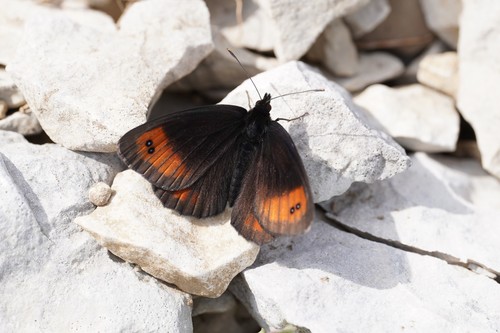 Larche Ringlet