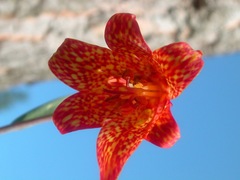 Fritillaria gentneri