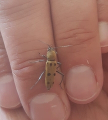 Chlorophorus glabromaculatus