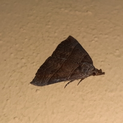 Hypena lollia