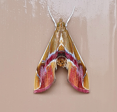 Agathodes ostentalis