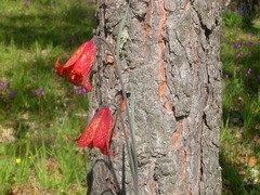 Fritillaria gentneri