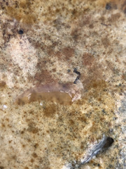 Leptoplana tremellaris