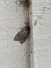 Pseudohemihyalea labecula