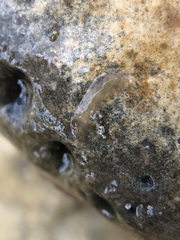 Leptoplana tremellaris