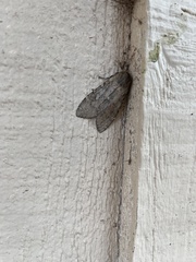 Pseudohemihyalea labecula