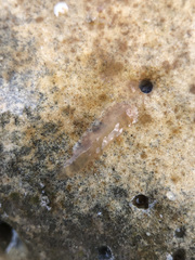 Leptoplana tremellaris