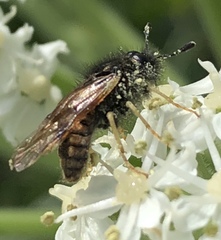 Cimbicidae