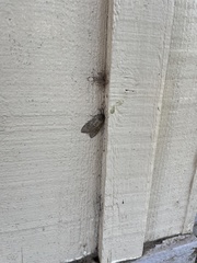 Pseudohemihyalea labecula