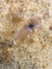 Leptoplana tremellaris