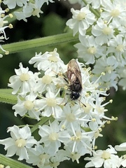 Cimbicidae