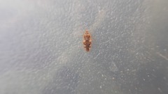 Monosteira unicostata