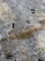 Leptoplana tremellaris