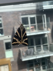 Euplagia quadripunctaria