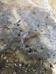 Leptoplana tremellaris