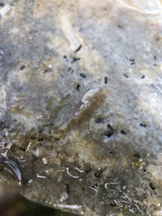 Leptoplana tremellaris