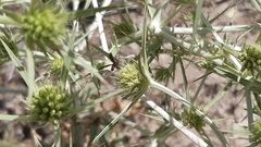 Glyptomorpha pectoralis