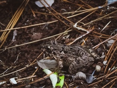 Fejervarya limnocharis