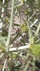 Glyptomorpha pectoralis