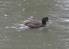 Aythya novaeseelandiae