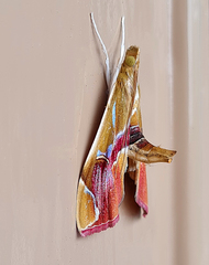 Agathodes ostentalis