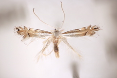 Phyllonorycter lucidicostella