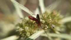 Glyptomorpha pectoralis