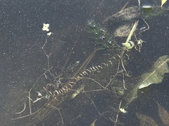 Vallisneria spiralis