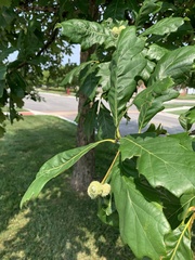 Quercus bicolor