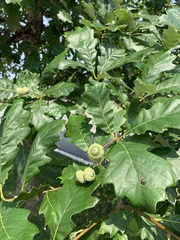 Quercus bicolor
