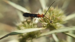 Glyptomorpha pectoralis