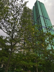 Elaeocarpus balansae