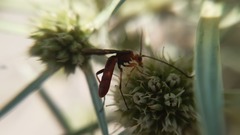 Glyptomorpha pectoralis